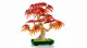 LEGO Botanicals Japanese Red Maple Bonsai Tree #9