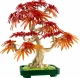 LEGO Botanicals Japanese Red Maple Bonsai Tree #3