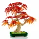 LEGO Botanicals Japanese Red Maple Bonsai Tree #7