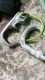 Edelrid JUL 2 #6