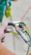 Edelrid JUL 2 #5