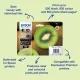 Epson Kiwi 202XL #2