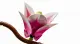 LEGO Botanicals 11510 #7