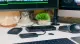 Glyph Thunderbolt 3 NVMe Dock #6