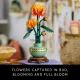 LEGO Botanicals Chrysanthemum #14