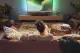 Philips 5300 series TAB5309/10 #32