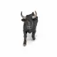 Papo Bull #2