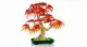 LEGO Botanicals Japanese Red Maple Bonsai Tree #9