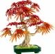 LEGO Botanicals Japanese Red Maple Bonsai Tree #3