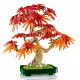 LEGO Botanicals Japanese Red Maple Bonsai Tree #7