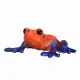Mojo Fun Poison Dart Tree Frog #4