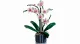 LEGO Botanicals Orchid #4